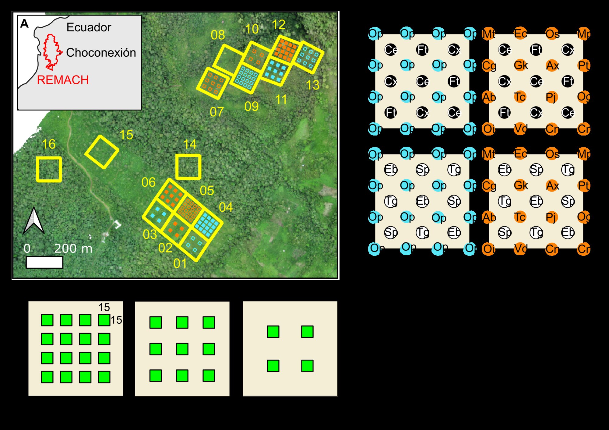 Diagram of the Choconexion experimental design: applied-nucleation tree-planting islands across the restoration landscape