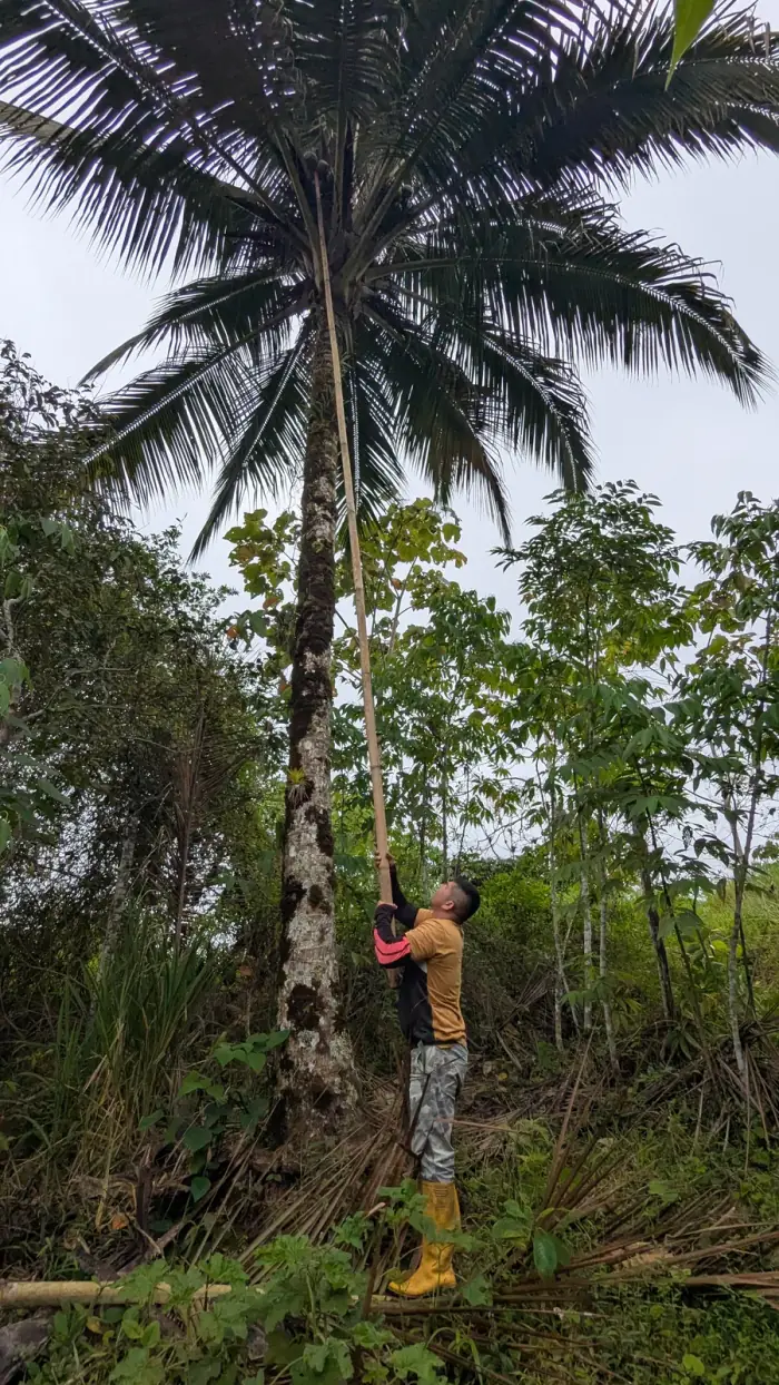 Field team taking a coconut break