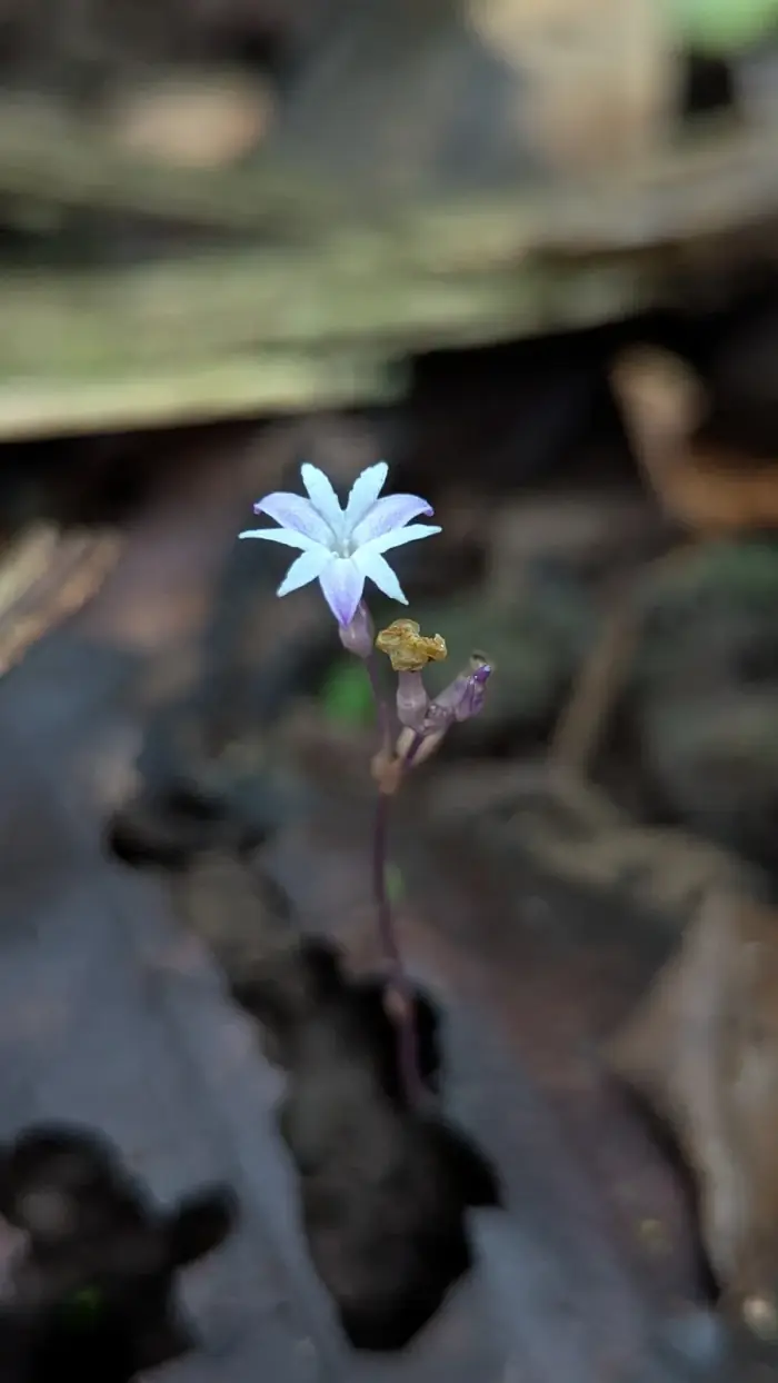Gymnosiphon, a small mycoheterotrophic plant