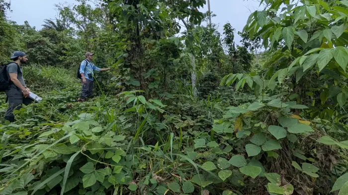 Pueraria phaseoloides covering pasture