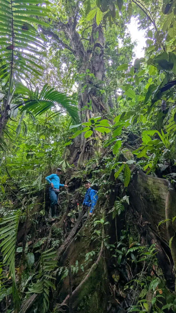 Mature reference forest in the Choco