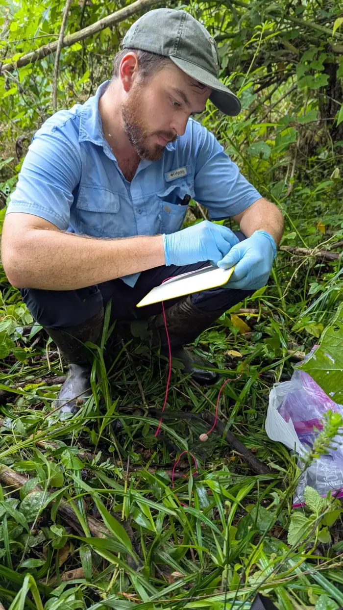 Researcher monitoring seed predation
