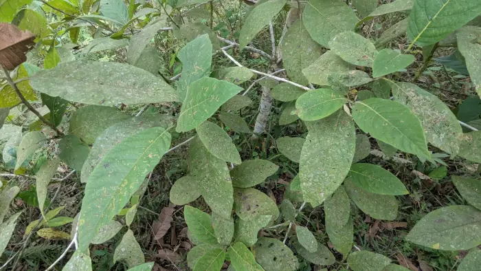 Cordia nodosa, a native Choco tree