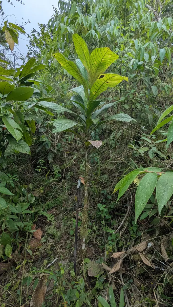 Exarata chocoensis seedling
