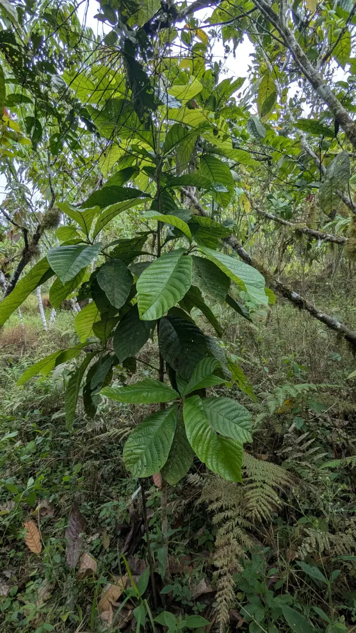 Exarata chocoensis, a native Choco canopy tree