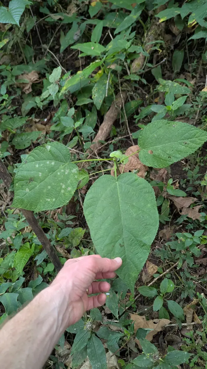 Matisia palenquiana seedling