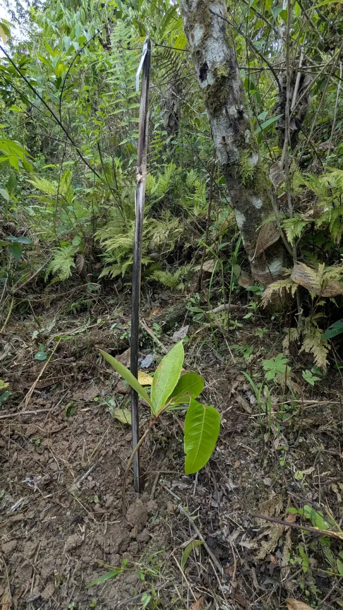 Ocotea sodiroana, a native Choco tree