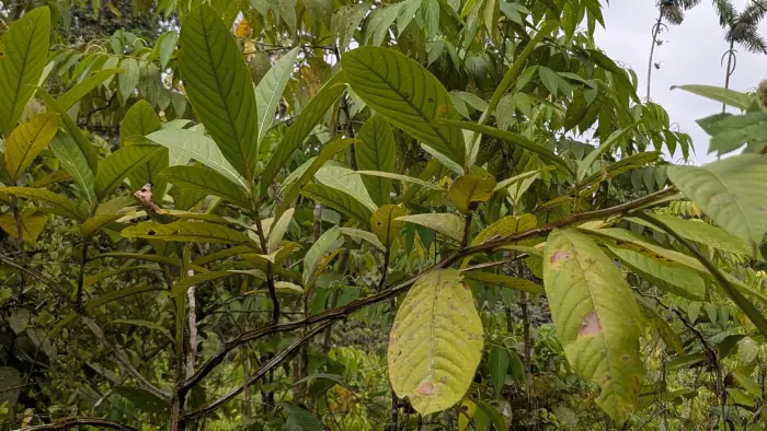 Otoba gordoniifolia, a native Choco tree