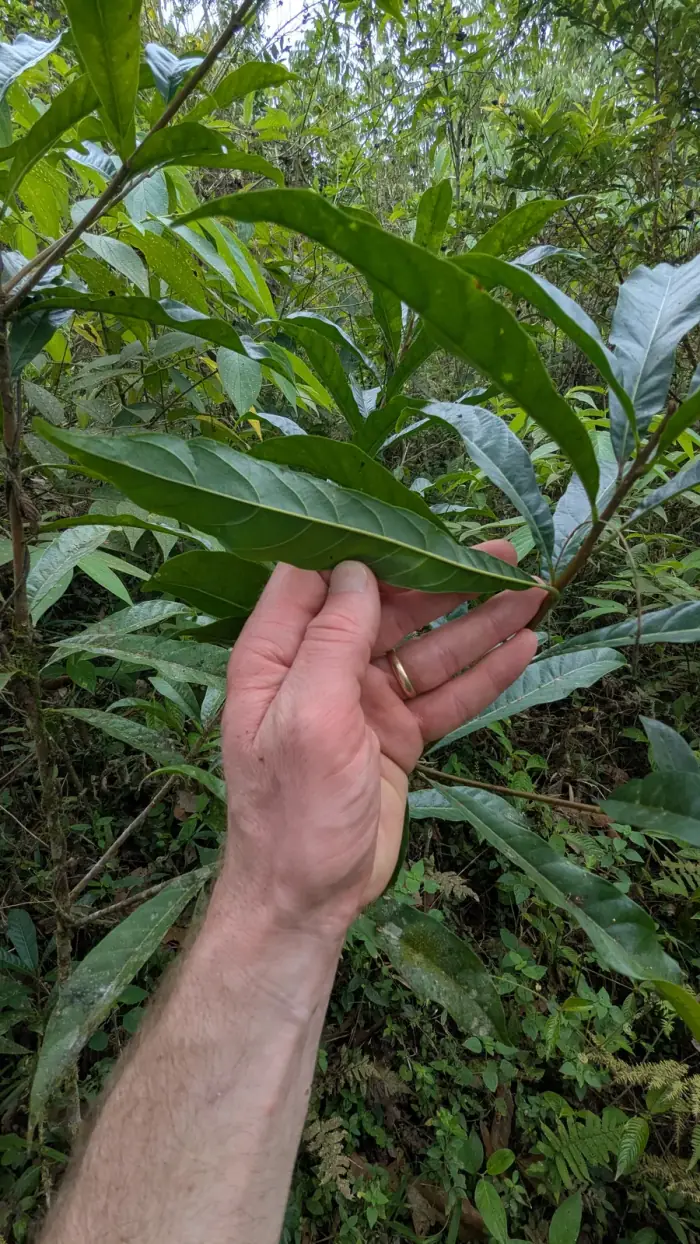 Foliage of Pouteria juanguillermensis