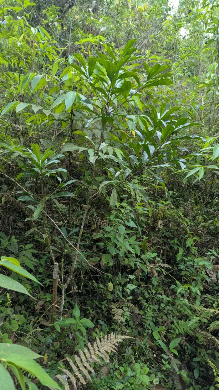Pouteria juanguillermensis, a native Choco tree