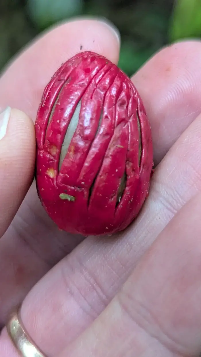 Fruit of Virola dixonii