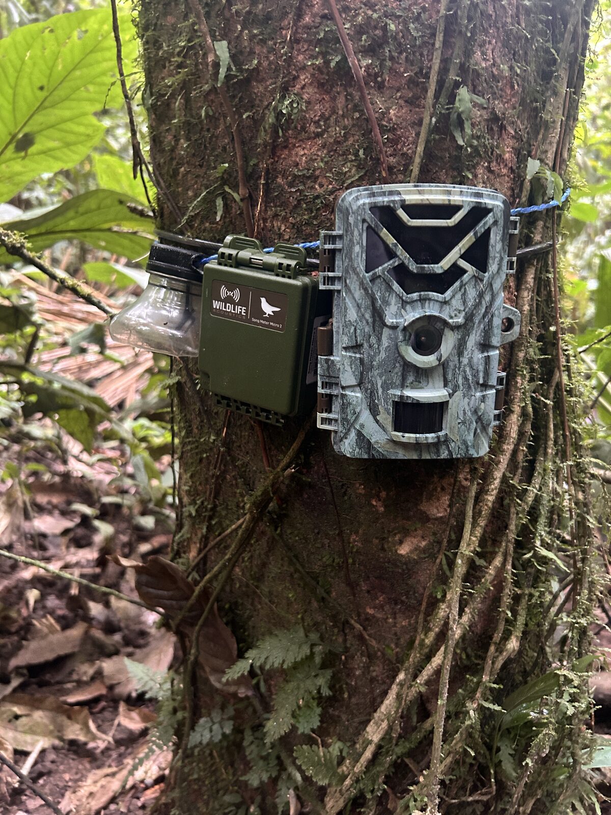 Using passive acoustic monitoring to explore how the environment shapes species interactions in northwest Ecuador