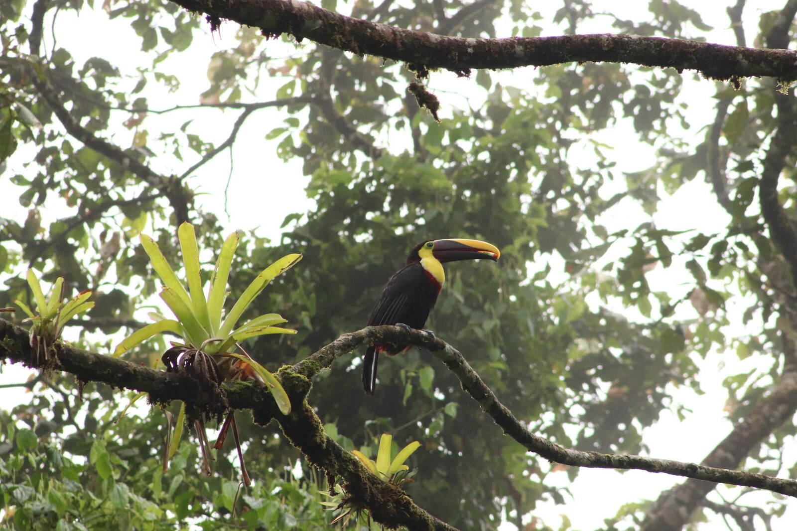 Avian Seed Dispersal and Restoration