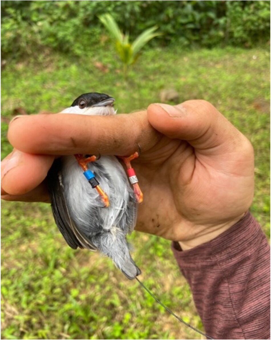 Lekking Manakins and Forest Recovery: Linking Behavior, Seed Dispersal, and Succession