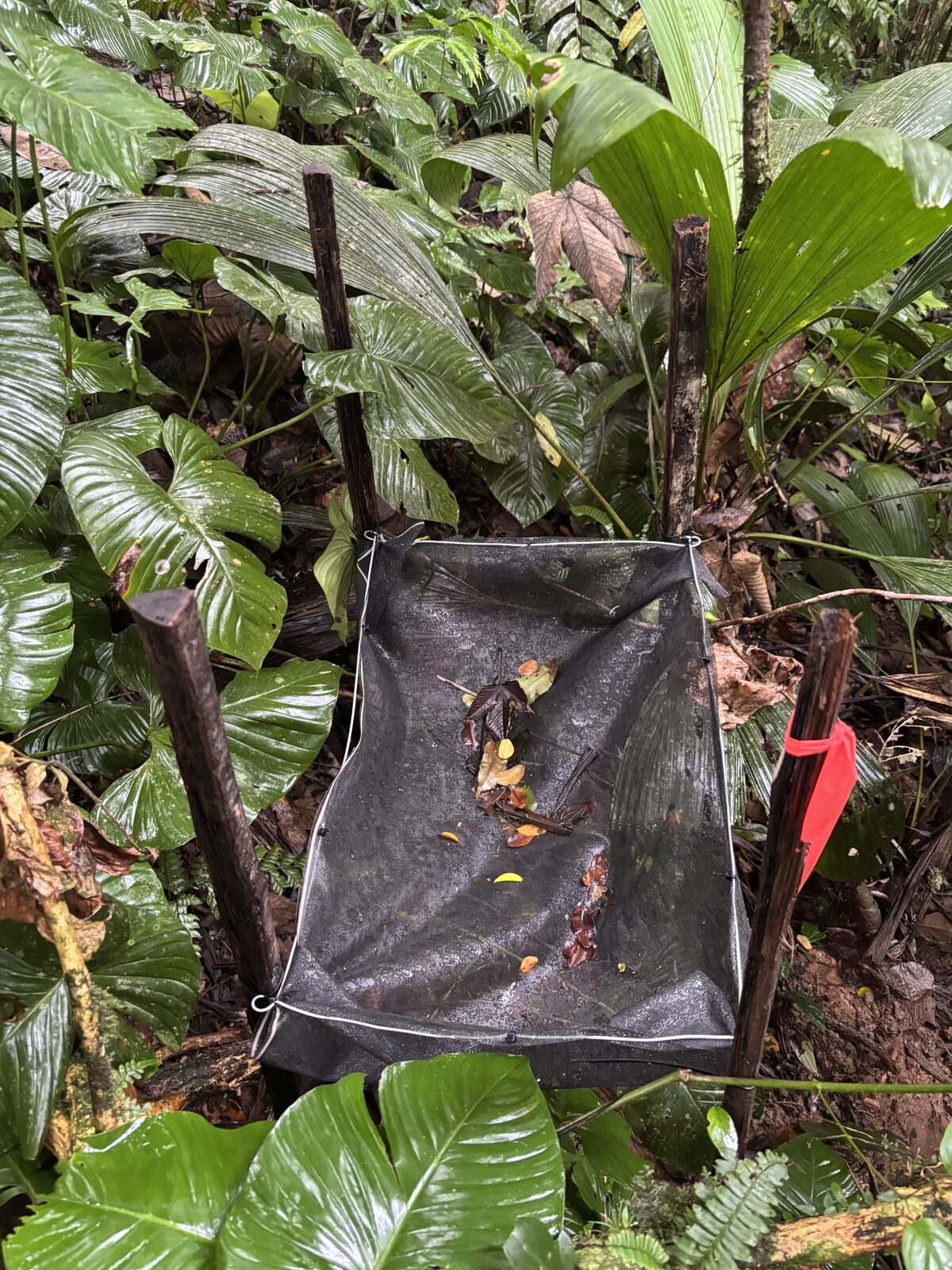 Seed dispersal in a landscape of restoration