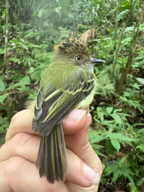 Scale-crested Pygmy Tyrant