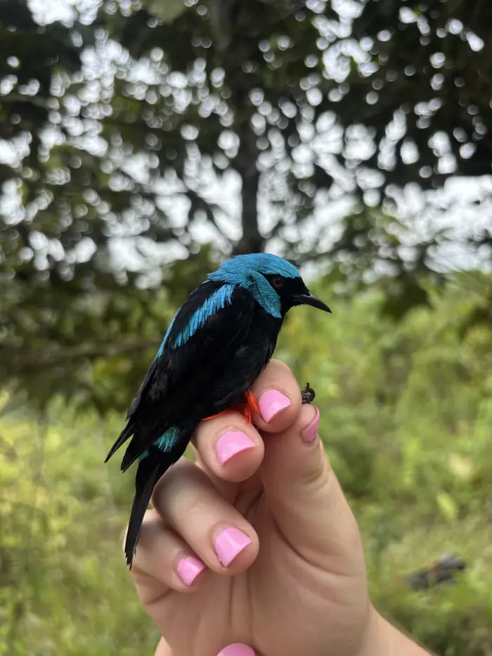 Avian Seed Dispersal and Restoration