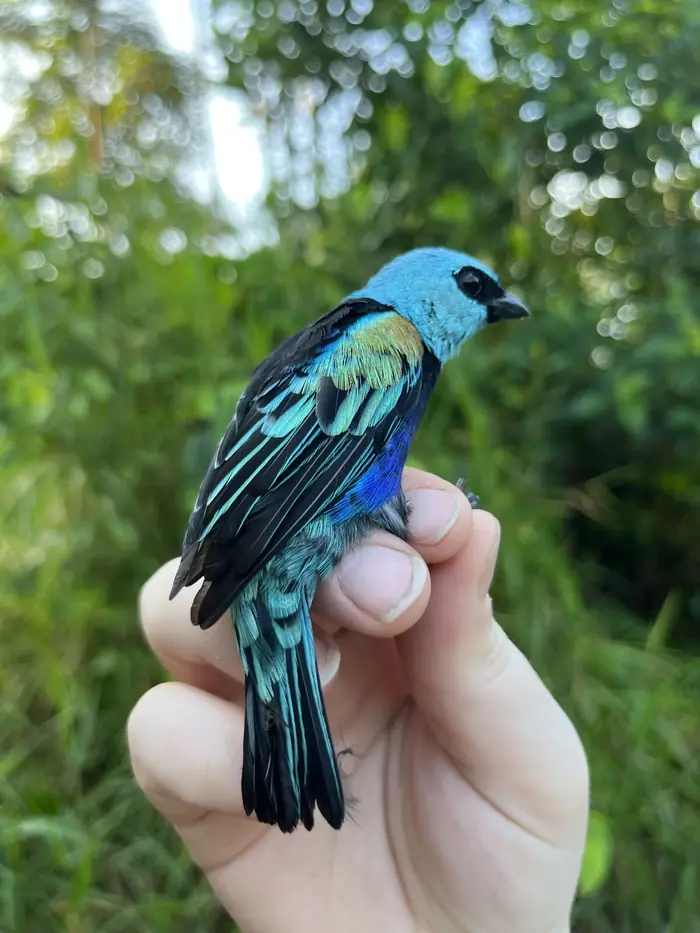 Avian Seed Dispersal and Restoration