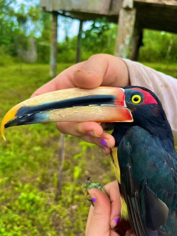 Avian Seed Dispersal and Restoration
