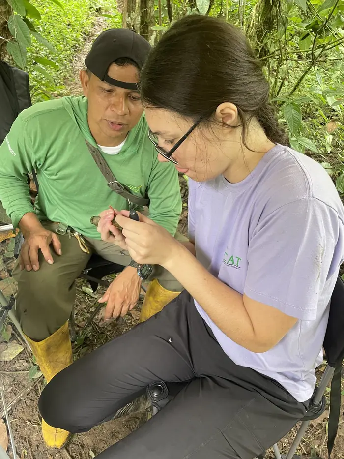 Jairo and Martha applying color bands to the legs of a female manakin for individual identification in the camera traps