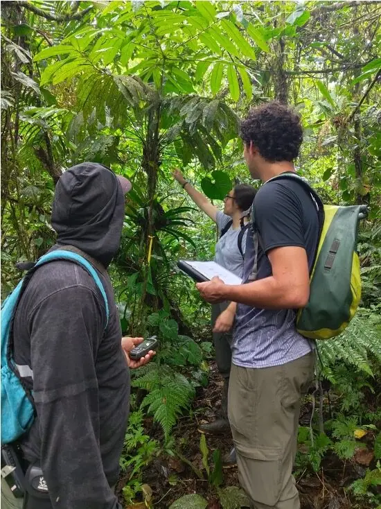 Jairo, Martha, and Darbhi collecting vegetation structure and fruit availability data near a manakin display court