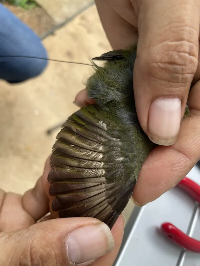 The wing of a female manakin captured during a mist netting session