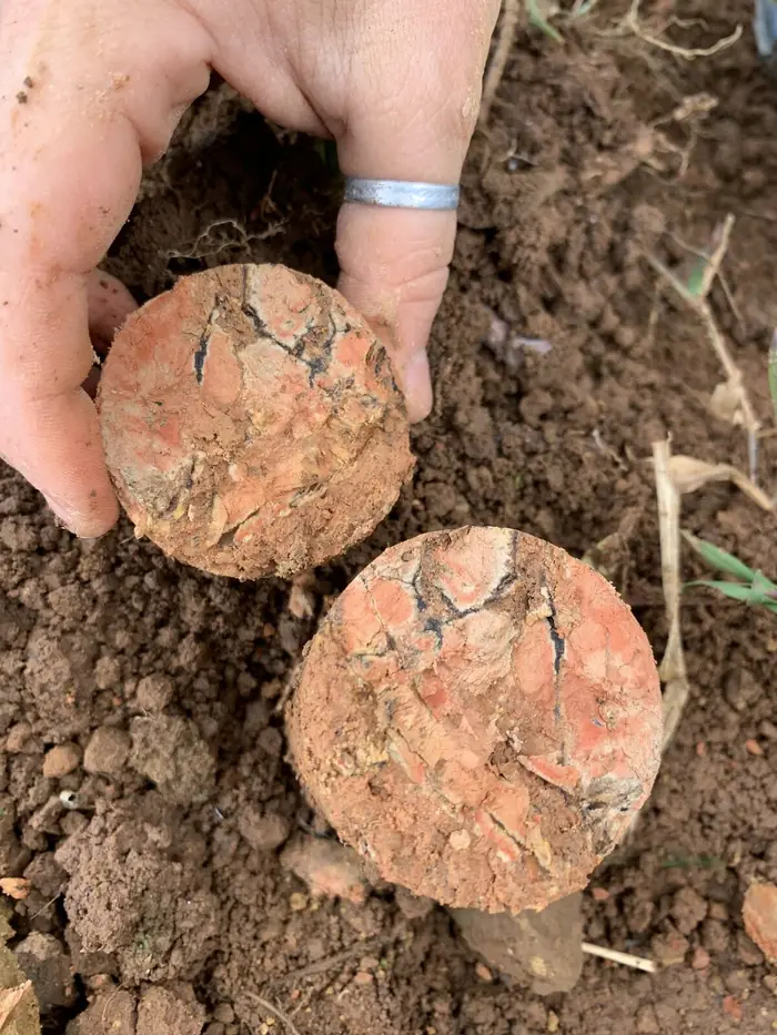Soil, Root and Microbial Responses to Reforestation
