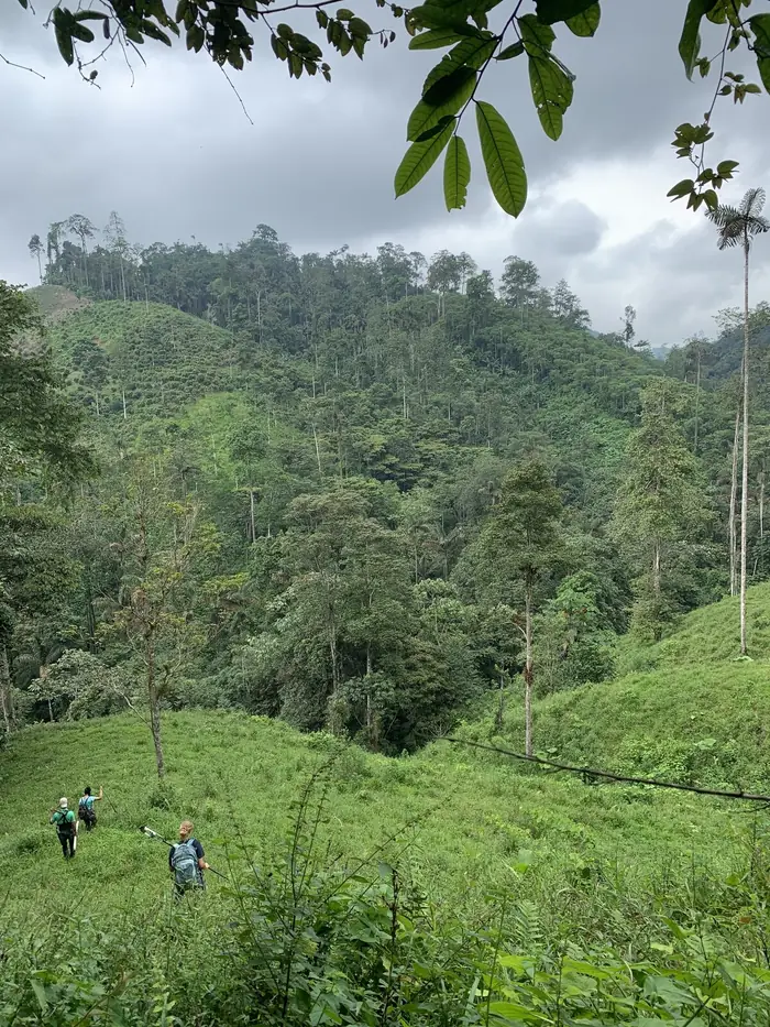 Soil, Root and Microbial Responses to Reforestation