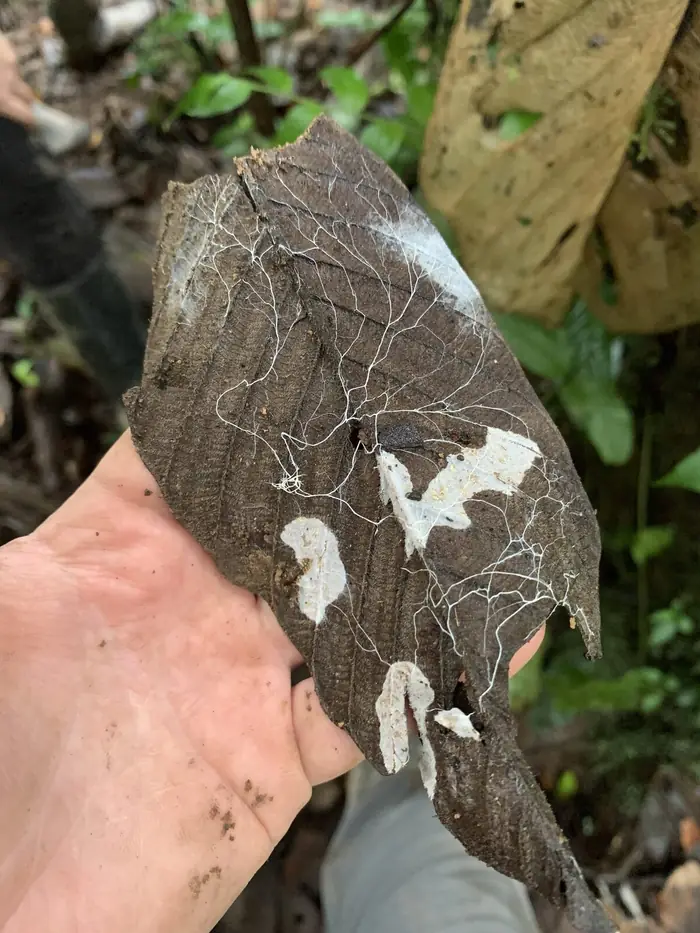 Soil, Root and Microbial Responses to Reforestation