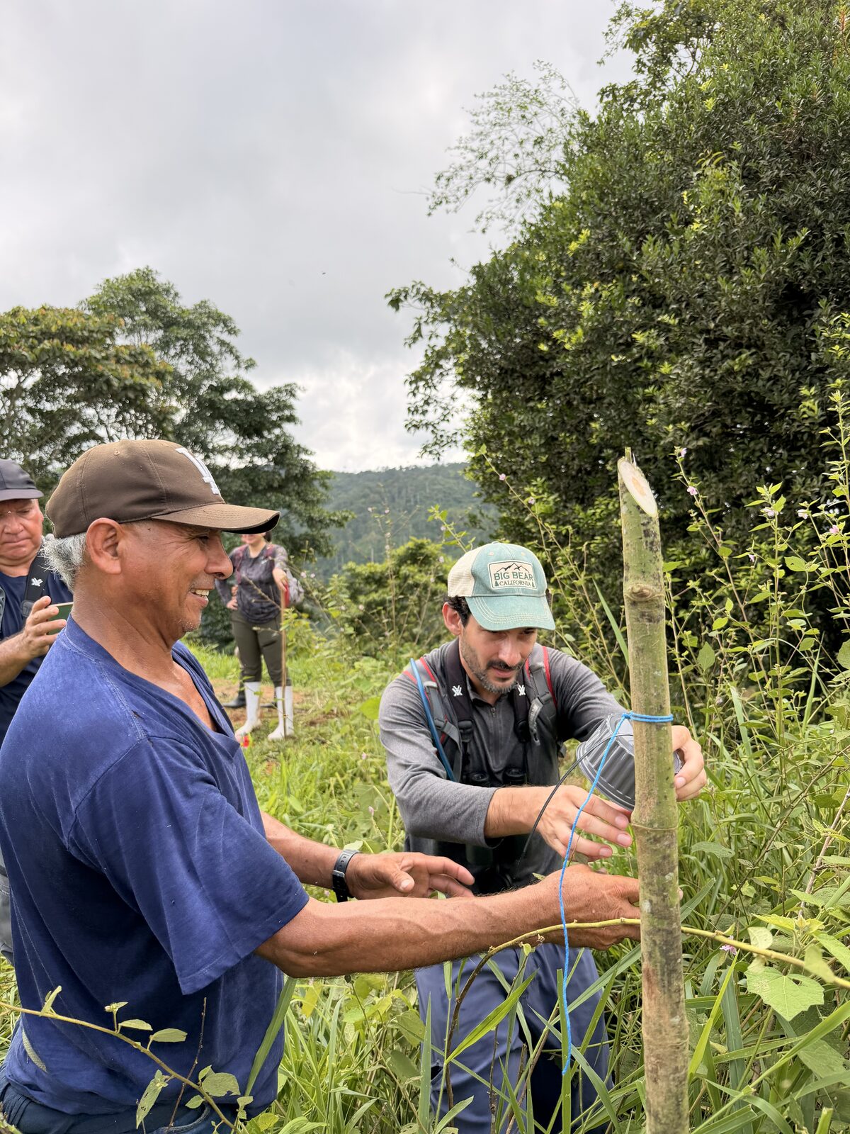 Estimating Fruit Availability by Measuring Plant-Emitted Gases