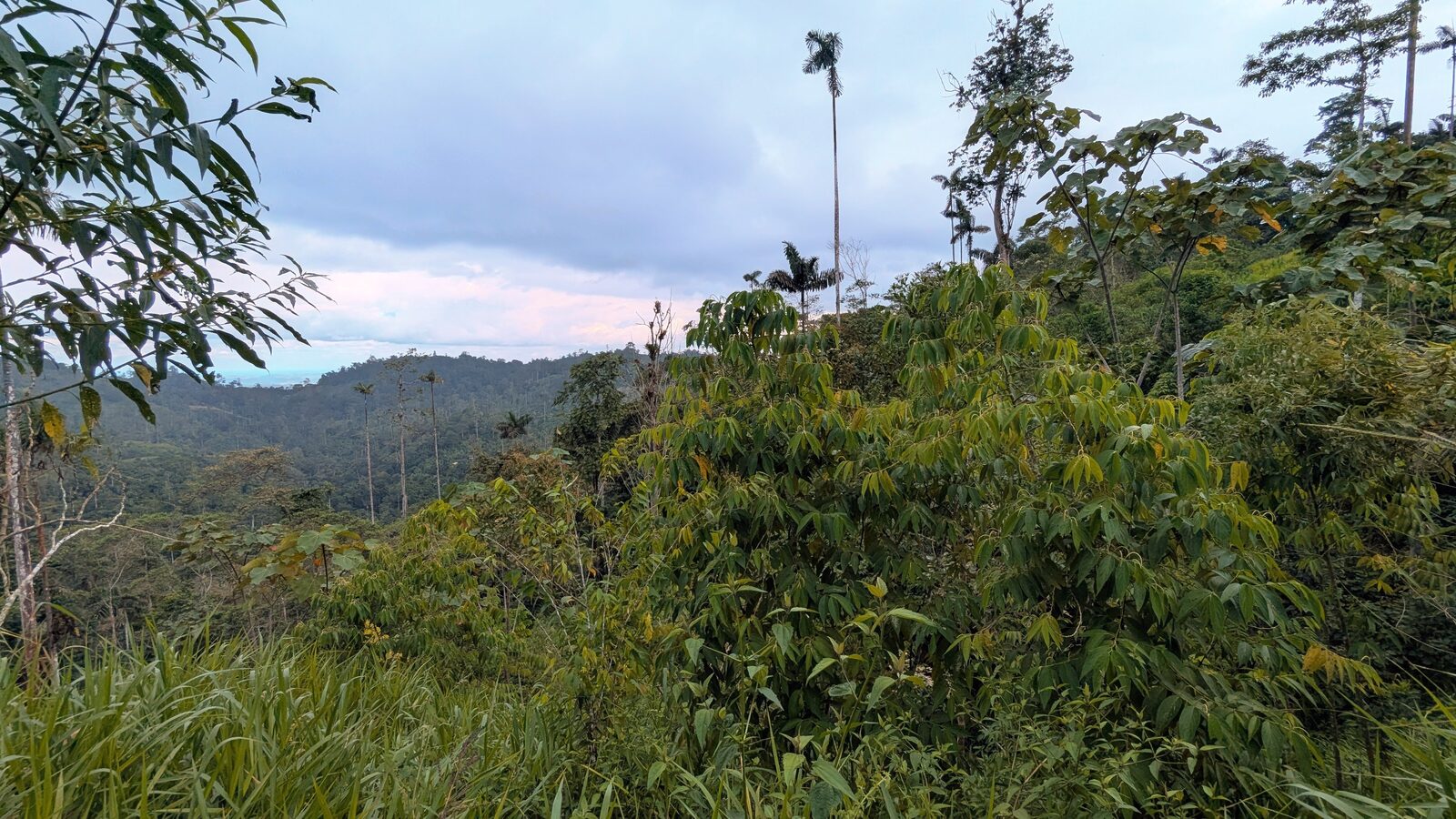 Woody plant community reassembly